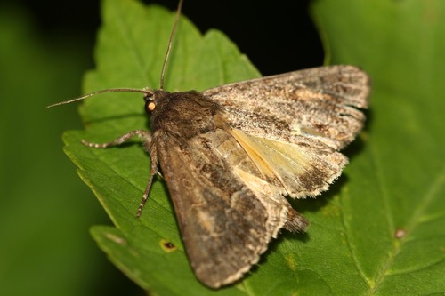 Straw Underwing