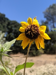 Helianthus bolanderi