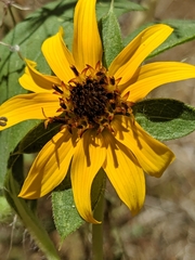 Helianthus bolanderi