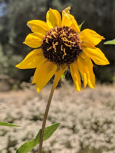 Image of Helianthus bolanderi by no rights reserved