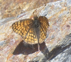 Chlosyne whitneyi