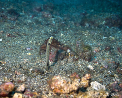 Heteroconger hassi