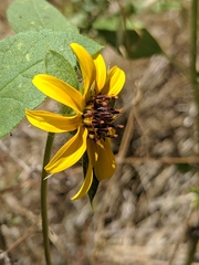 Helianthus bolanderi