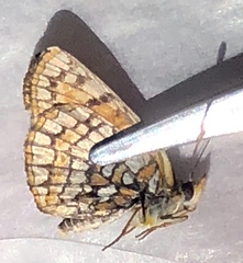 Chlosyne whitneyi