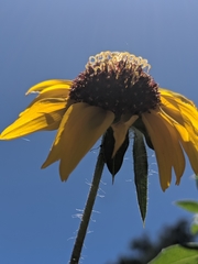 Helianthus bolanderi