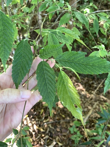 Carpinus viminea, photograph 2