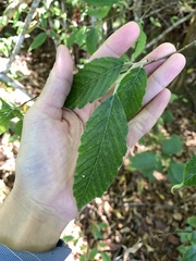 Carpinus viminea, photograph (c) 呂一起(Lyu yi-chi), some rights reserved (CC BY)
