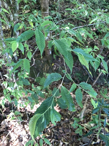 Carpinus viminea, photograph 5