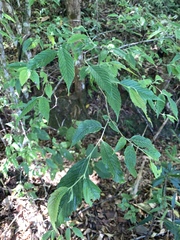 Carpinus viminea, photograph (c) 呂一起(Lyu yi-chi), some rights reserved (CC BY)