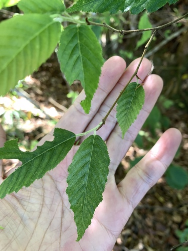 Carpinus viminea, photograph 4