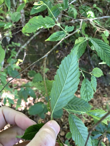 Carpinus viminea, photograph 6