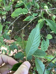 Carpinus viminea, photograph (c) 呂一起(Lyu yi-chi), some rights reserved (CC BY)
