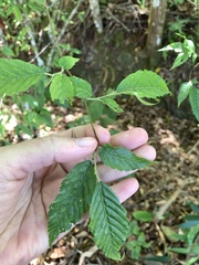 Carpinus viminea