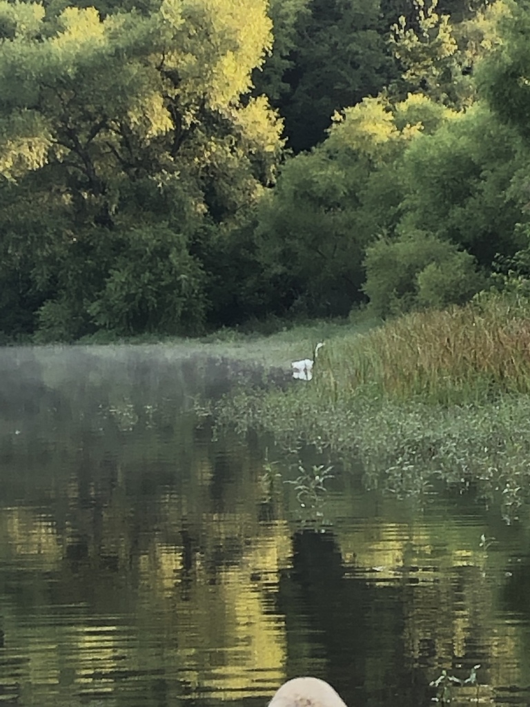 Great Egret from 296 Hess Farm Rd, York, PA, US on July 30, 2019 at 07