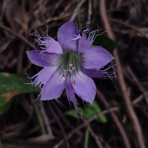 Metagentiana rhodantha observed 2025-01-29