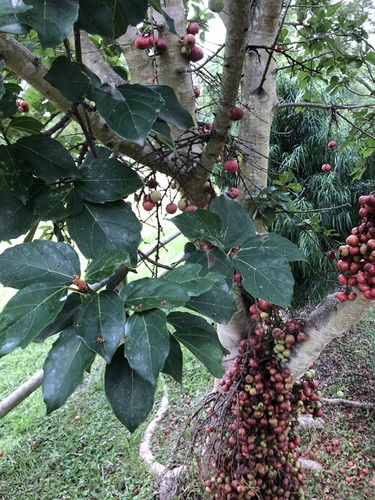 Foto de Gameleira