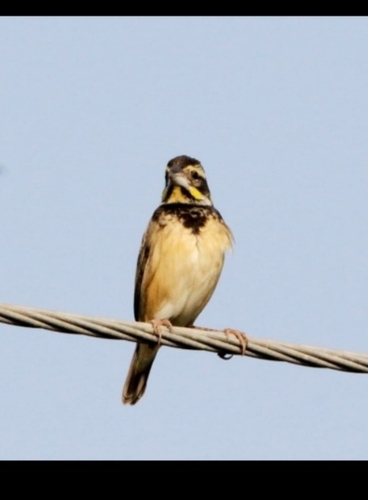 Black-breasted Weaver (Ploceus benghalensis)