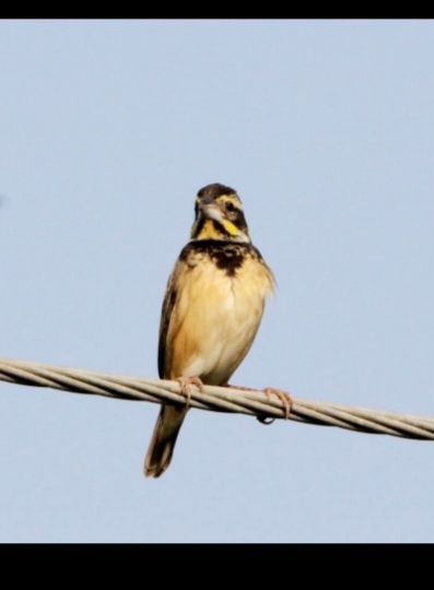 Black-breasted Weaver (Ploceus benghalensis), photo 1