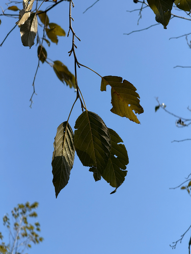 Alnus trabeculosa iNat (1)