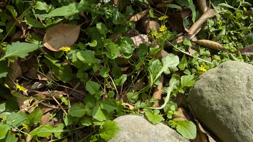 Lapsana apogonoides