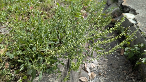 Image of Rumex dentatus by (c) Cheng-Te Hsu, some rights reserved (CC BY)