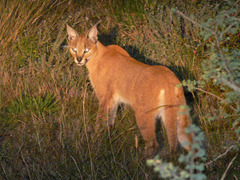 Caracal caracal