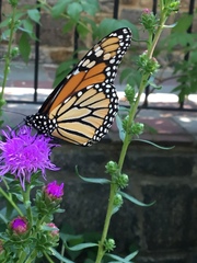 Danaus plexippus