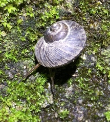Cyclophorus punctatus
