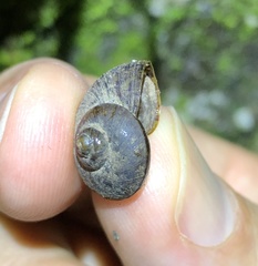 Cyclophorus punctatus