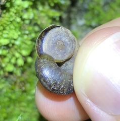 Cyclophorus punctatus