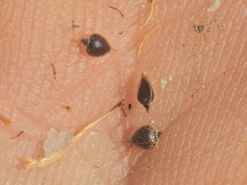 Image of Rhynchospora rubra by (c) Scott W. Gavins, some rights reserved (CC BY)