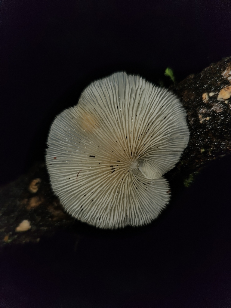 Conchomyces bursiformis · January 2025 · photo: © archie_tarn (iNaturalist, cc-by)
