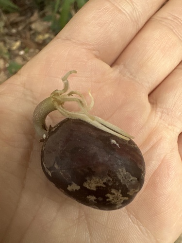 Foto de Seringueira