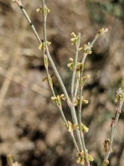 Eriogonum gracile gracile