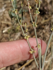 Eriogonum gracile gracile