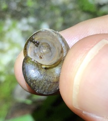 Cyclophorus punctatus