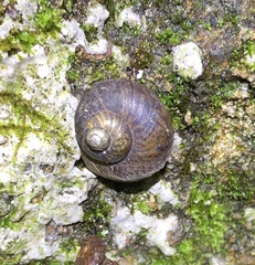 Cyclophorus punctatus