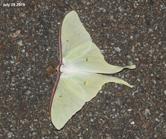 Actias