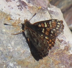Euphydryas editha