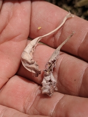 Eriogonum gracile gracile