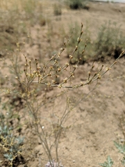 Eriogonum gracile gracile