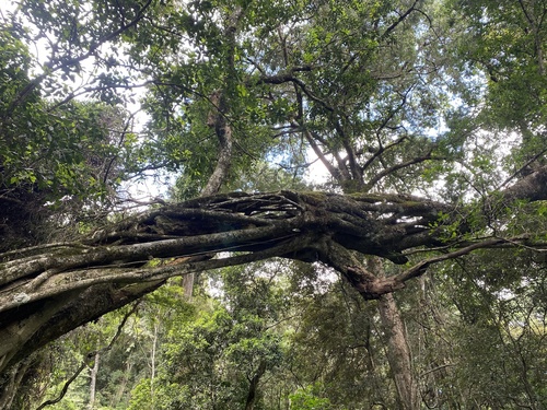 Bastard Natal Fig (Ficus craterostoma)