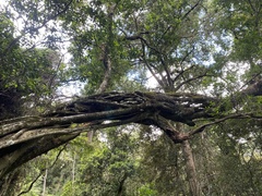 Ficus craterostoma