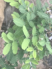 Calliandra eriophylla