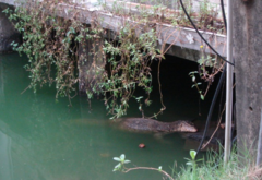 Varanus salvator macromaculatus