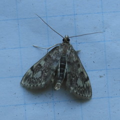 Herpetogramma thestealis