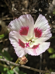Clarkia speciosa