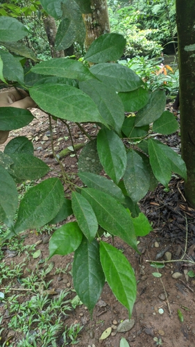 Liquidambar excelsa observed 2025-01-29