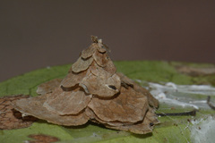 Pagodiella