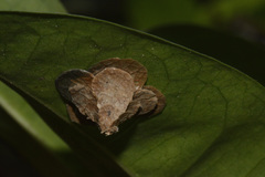 Pagodiella